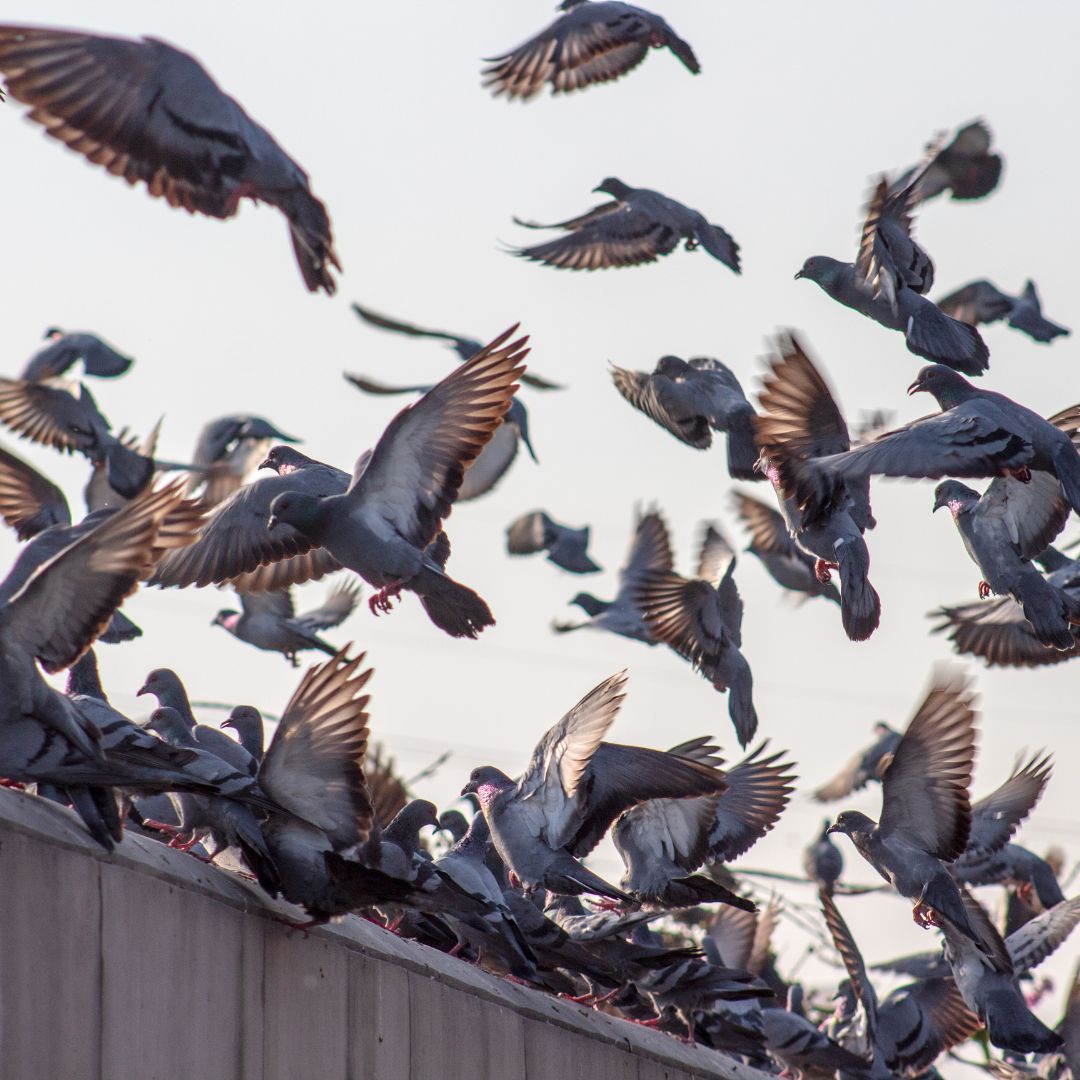 Control de Palomas