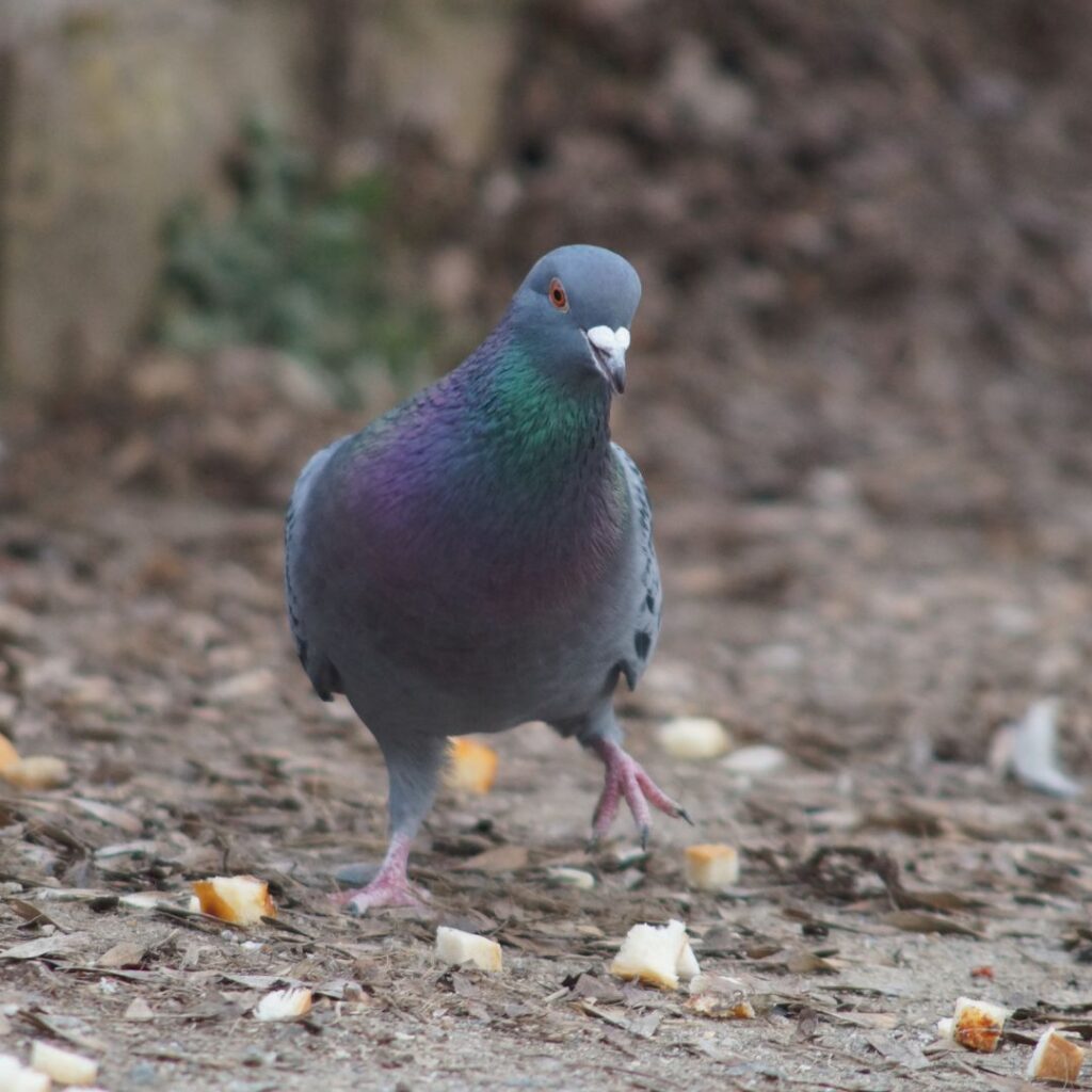 control de plagas de palomas en Santiago