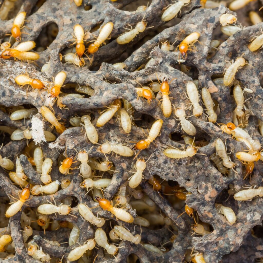 termitas fumigación