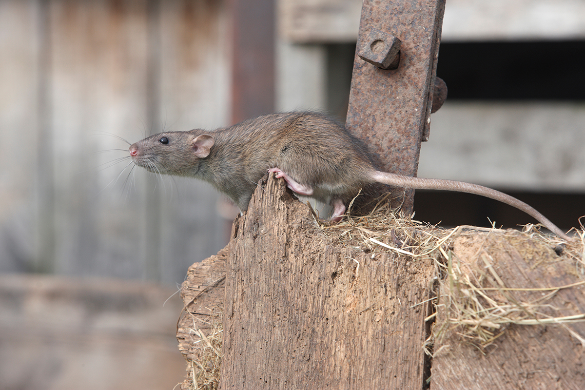 control de ratas en Santiago