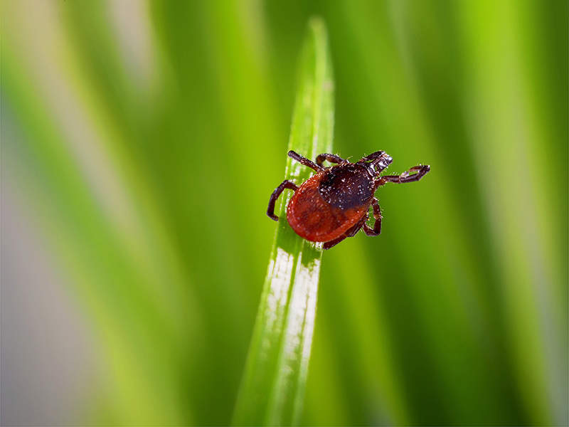 garrapatas